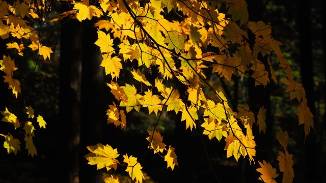 山寺の紅葉