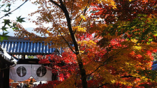 秋の光明寺