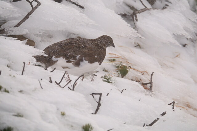 唐松岳の雄雷鳥2