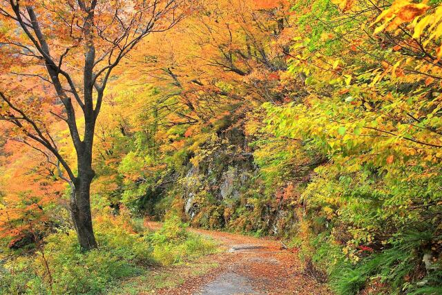 森の散策路 