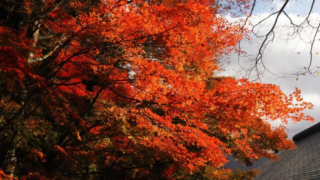 山寺の紅葉