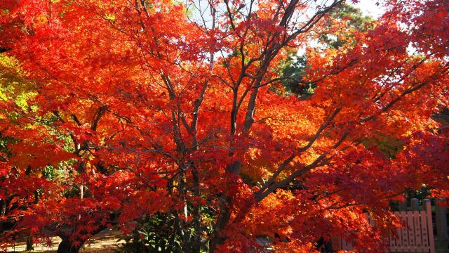 光明寺の紅葉