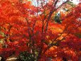 光明寺の紅葉