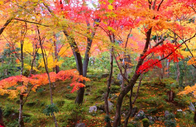 常寂光寺紅葉