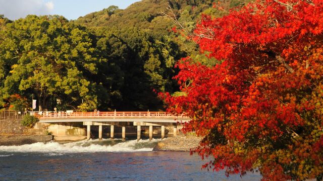 秋の宇治公園