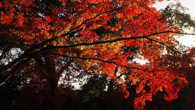 宇治公園の紅葉