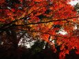 宇治公園の紅葉