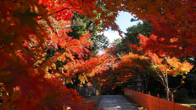 秋の光明寺