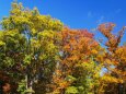 大阪城公園の紅葉