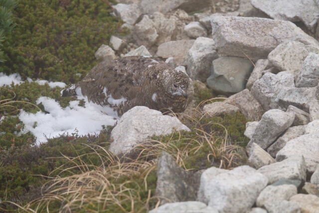 唐松岳の雌雷鳥