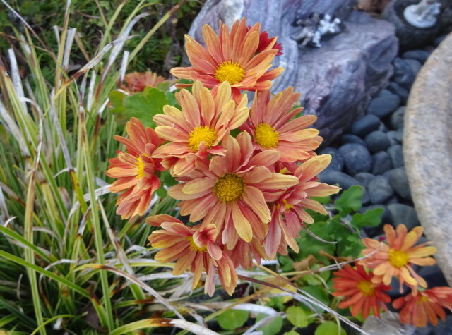 花壇に咲く菊の花