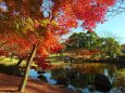 奈良公園紅葉