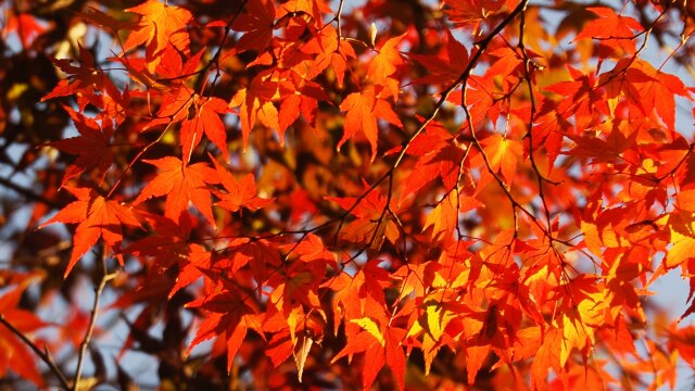 宇治公園の紅葉