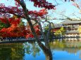 奈良公園紅葉