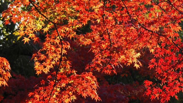 宇治公園の紅葉