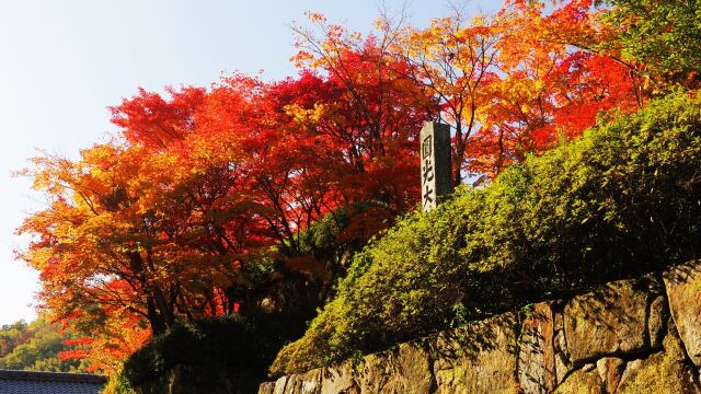 光明寺の紅葉