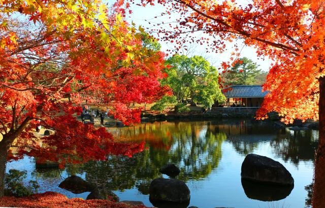 奈良公園紅葉