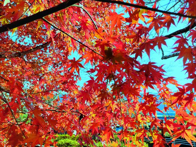 12月東紀州紅葉