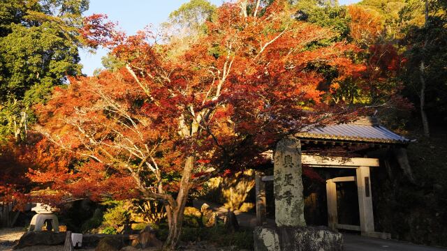 秋の興聖寺