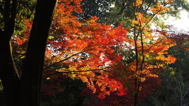 宇治公園の紅葉