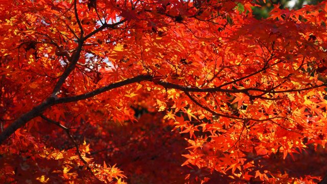 光明寺の紅葉