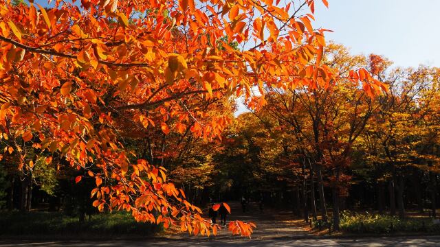 大阪城公園の紅葉