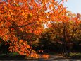 大阪城公園の紅葉