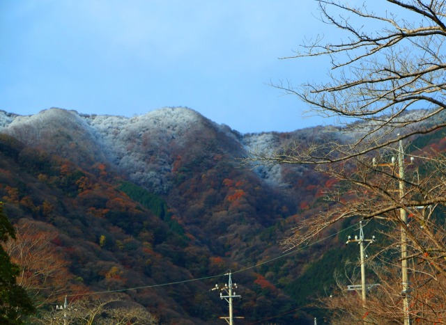 紅葉に雪