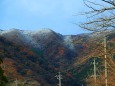 紅葉に雪