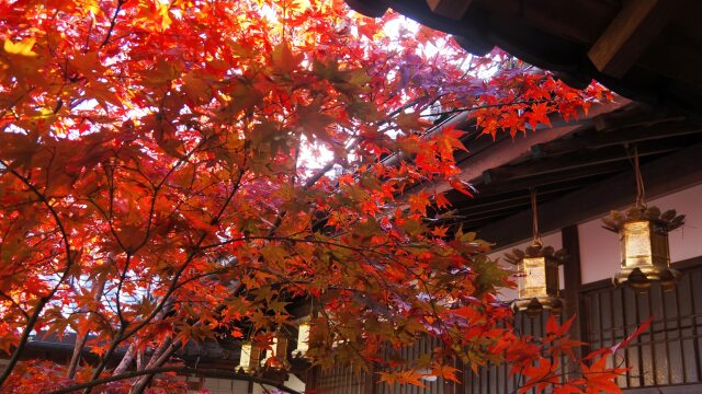 秋の光明寺