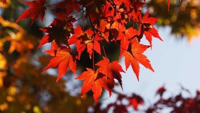 光明寺の紅葉