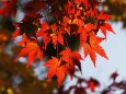 光明寺の紅葉