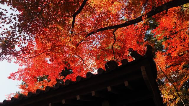 秋の光明寺