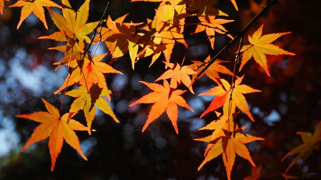 大阪城公園の紅葉