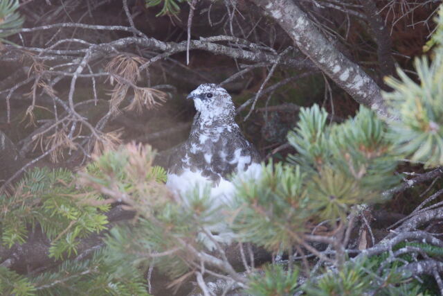 蝶ヶ岳の雄雷鳥2