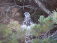 蝶ヶ岳の雄雷鳥2