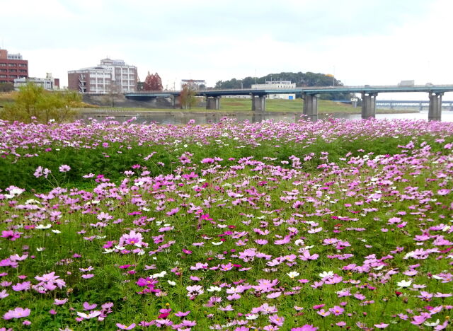 筑後川 初冬に咲いている秋桜