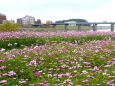 筑後川 初冬に咲いている秋桜