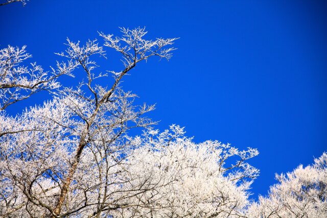 雪の華