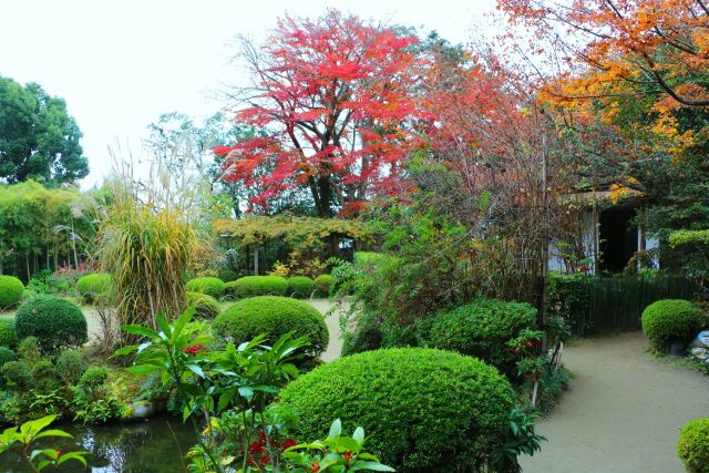 圓光寺紅葉