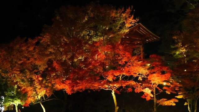 秋の夜の平等院