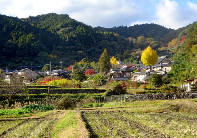 冬至の頃 山里に斜めの光