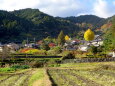 冬至の頃 山里に斜めの光