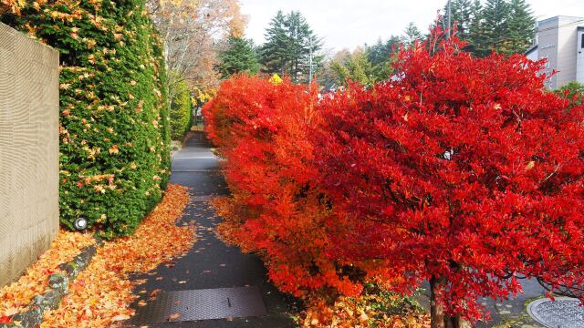 軽井沢の紅葉