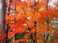 軽井沢の紅葉