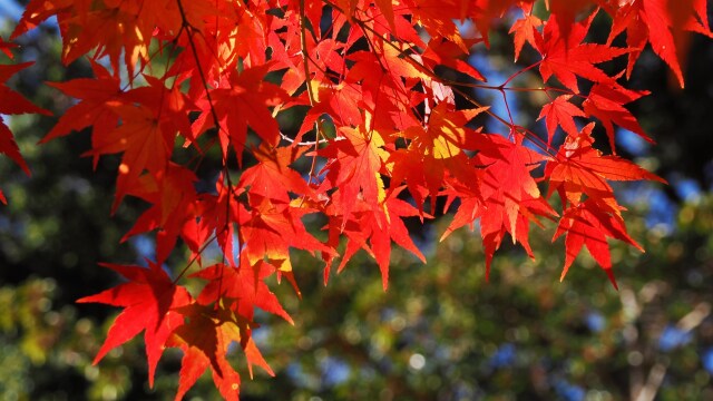 光明寺の紅葉