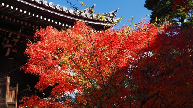 秋の光明寺