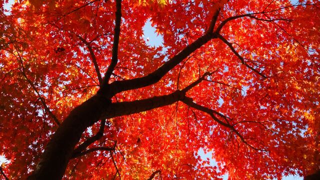 大阪城公園の紅葉