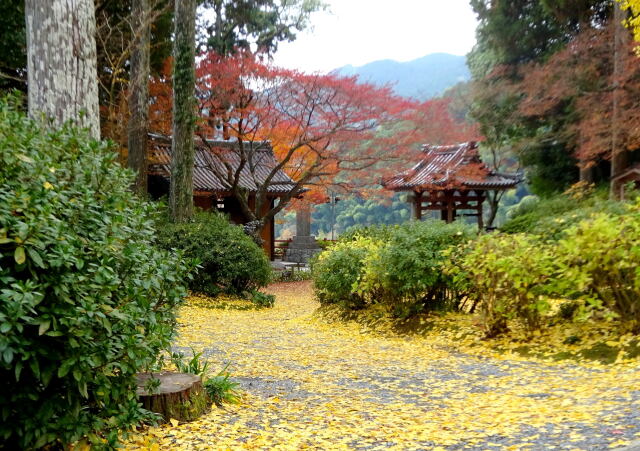 晩秋 銀杏落ち葉の山寺境内