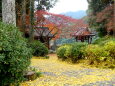 晩秋 銀杏落ち葉の山寺境内